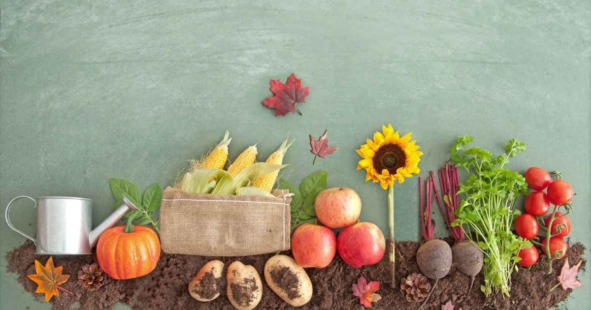 Seasonal autumn foods prepared for a healthy senior meal.